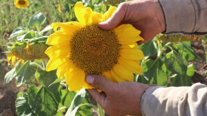 Sivas'ta ayçiçeği rekoltesi yüksek olacak