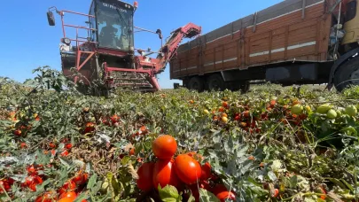 Tarım sektörü ikinci çeyrekte yüzde 3,5 küçüldü