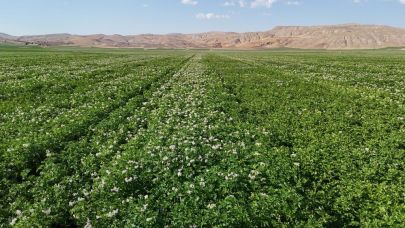 Sivas'ta patates hasadı için gün sayılıyor