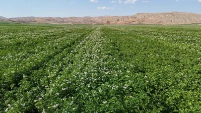 Sivas'ta patates hasadı için gün sayılıyor