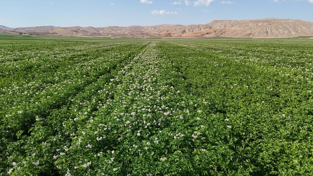 Sivas'ta patates hasadı için gün sayılıyor