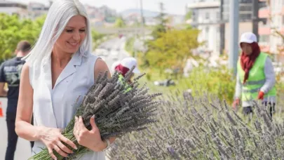 Bilecik'te lavanta hasadı başladı