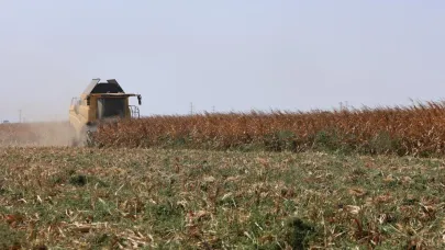 Amik Ovası'nda mısır hasadında kuraklık kaybı