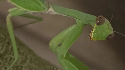 Çiftçi dostu: Peygamberdevesi