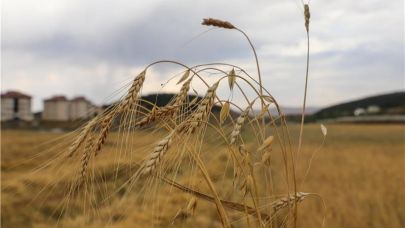Yöreye özgü kavılca buğdayında hasat başladı