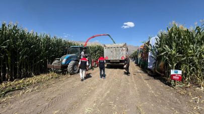 Erzincan'da silajlık mısır hasadı devam ediyor