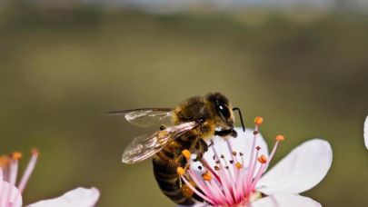 Karadeniz arıcılığı zorda: Üretim azalıyor, gençler ilgisiz
