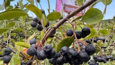 Yalova'nın tescilli meyvesi aronya hasadı başladı