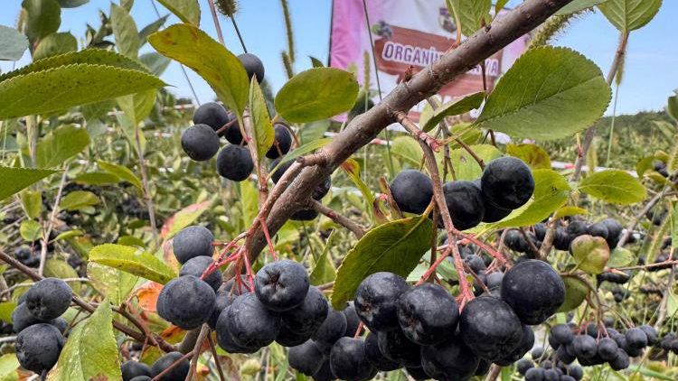 Yalova'nın tescilli meyvesi aronya hasadı başladı