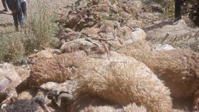 Van'da 334 koyun kayalıklardan düşerek telef oldu