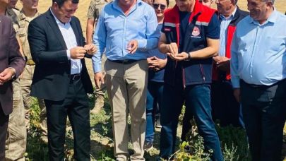 Ağrı Patnos’ta fasulye hasadı yapıldı