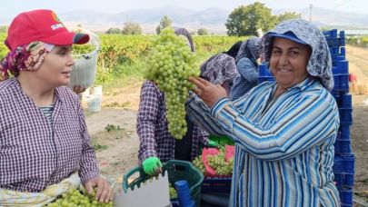 Manisa'nın Sarıgöl ilçesinde 5.5 kiloluk dev üzüm salkımı