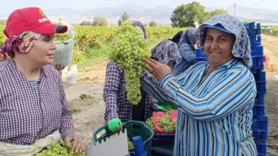 Manisa'nın Sarıgöl ilçesinde 5.5 kiloluk dev üzüm salkımı