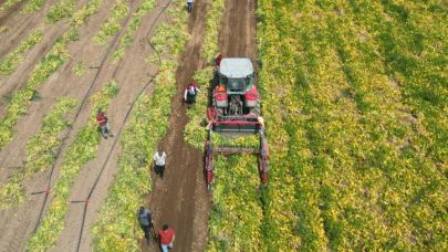 Bitlis'te kuru fasulye hasadı