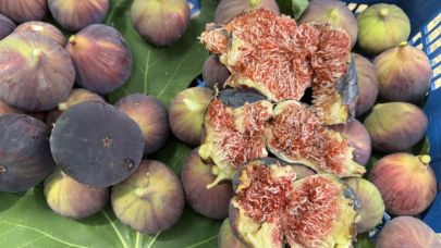 Antalya'da siyah incir hasadı başladı