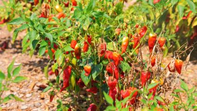 Coğrafi işaretli Maraş biberinde hasat dönemi
