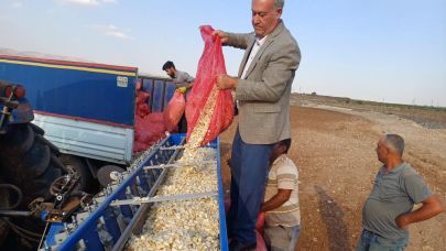 Araban Ovası’nda tecilli Araban sarımsağı ekimi