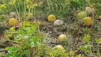 1 yıllık emeği heba olan çiftçi isyan etti