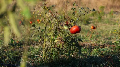 Gemlik Belediyesi'nden ata tohumlarına sahip çıkma hareketi