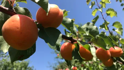 Malatya'da zirai don desteği ödemeleri ay sonunda başlıyor