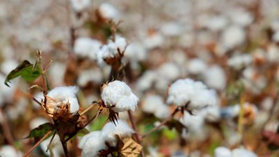 Adana'da pamuk hasadı