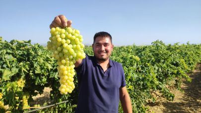 Coğrafi işaretli İsabey üzümünde hasat coşkusu