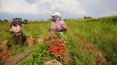 Depreme rağmen Sındırgı'da domates hasadı devam ediyor