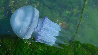 Denizlerdeki "deniz ciğeri denizanası"na karşı uyarı
