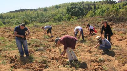 Çekül Vakfı: Ağaçlandırmada acele edilmemeli