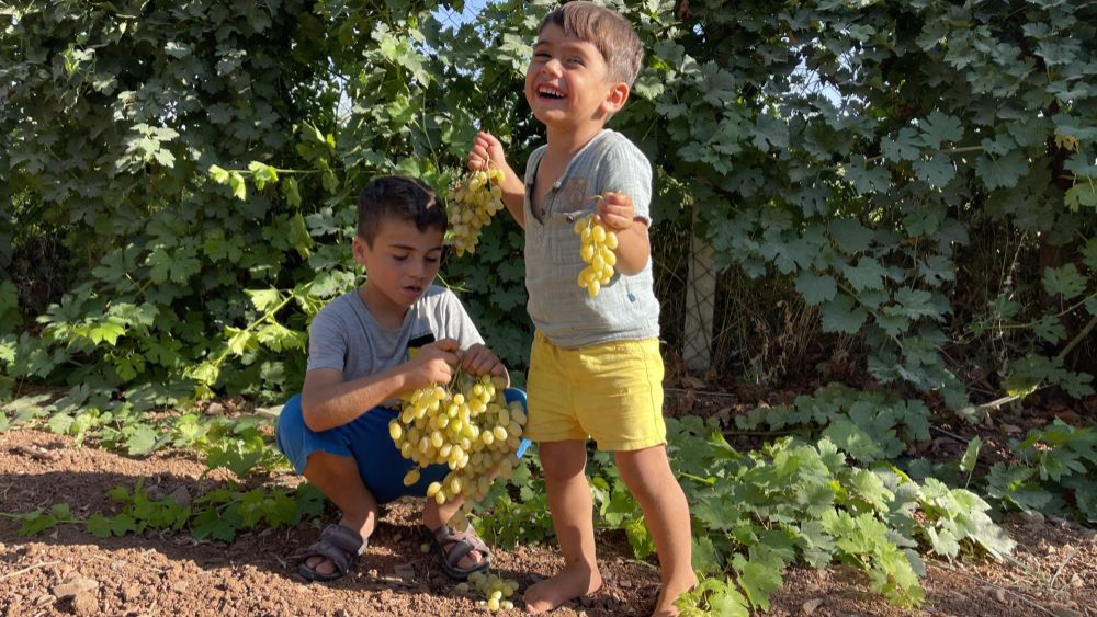 Şanlıurfa'da üzüm pekmez yolculuğu başladı