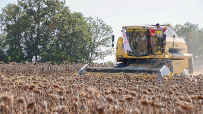 Bilecik'te ayçiçeği ekim alanı iki katına çıktı