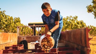 Gönüllü gençler Aydın'da incir hasadına katıldı