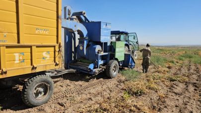 Adilcevaz fasulyesi hasadı başladı
