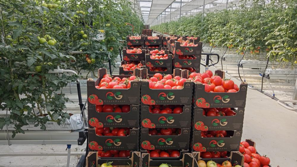 Çaycuma Tarım OSB'de ilk domates hasadı gerçekleşti