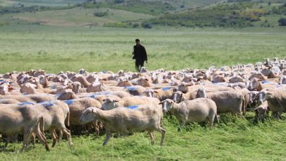 Çoban desteği 81 bin lira oldu
