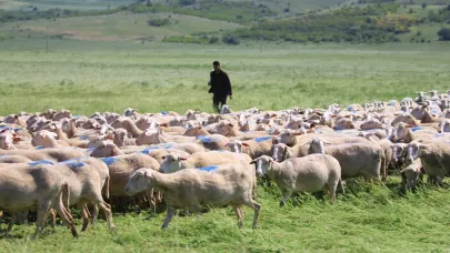 Çoban desteği 81 bin lira oldu