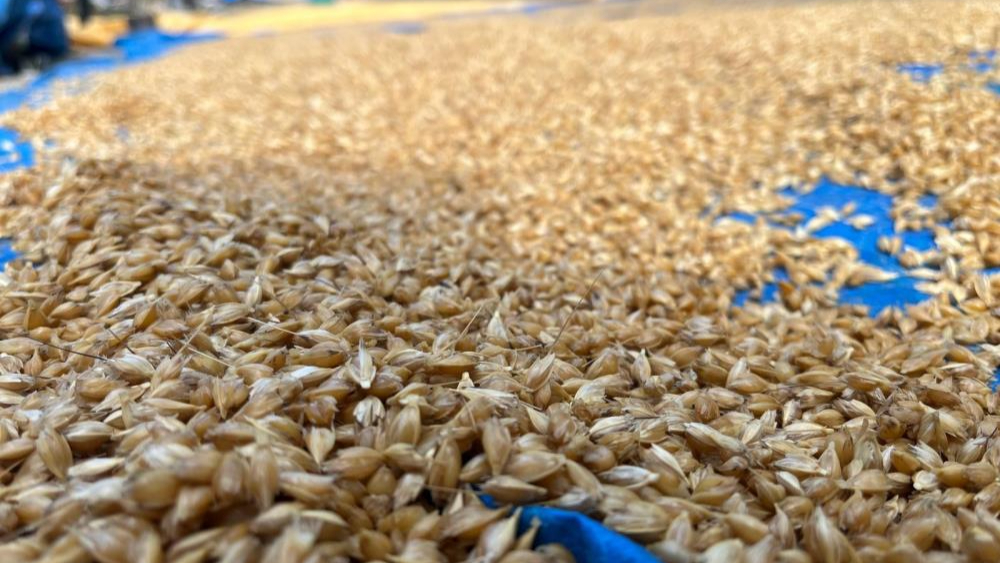 Kastamonulu çiftçiler 12 bin yıllık geleneği yaşatıyor