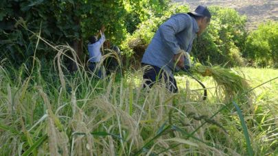 Batman'da imece usulü pirinç hasadı