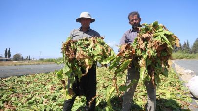 Hataylı çiftçilerin tütün mesaisi