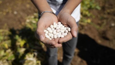 Gümüşhane'de Kelkit şeker fasulyesi hasadı başladı