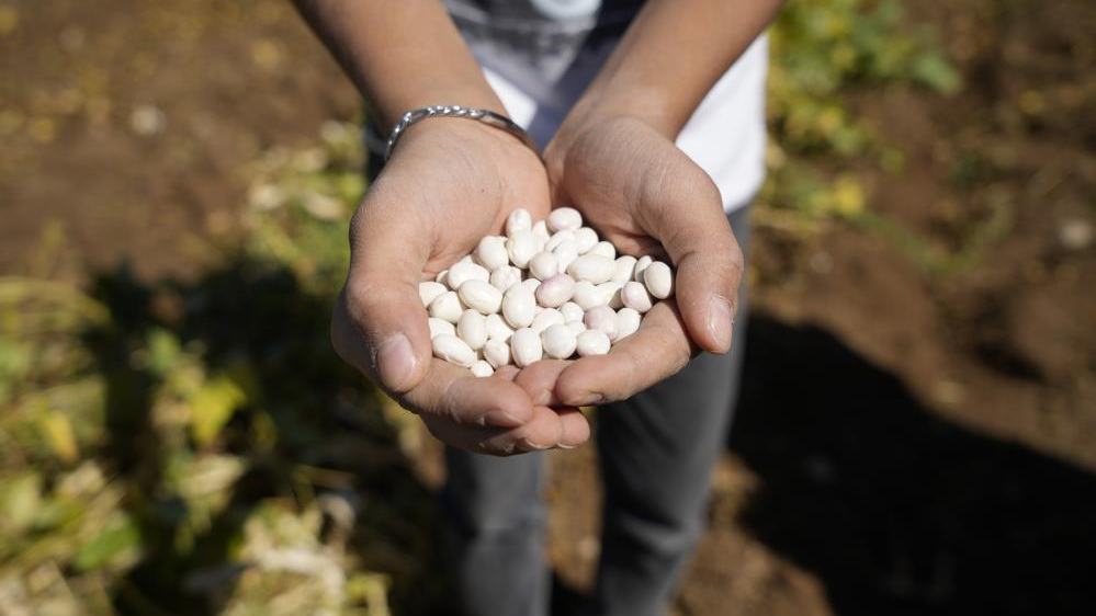 Gümüşhane&#039;de Kelkit şeker fasulyesi hasadı başladı