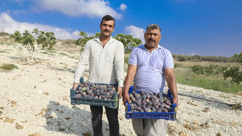 Mersin&#039;de kırsal kalkınmaya incir desteği