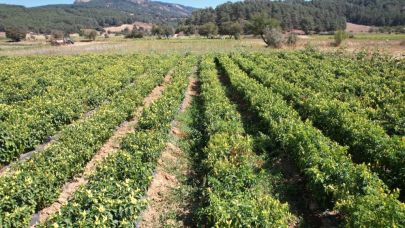 Sındırgı'da biberiye hasadı başladı