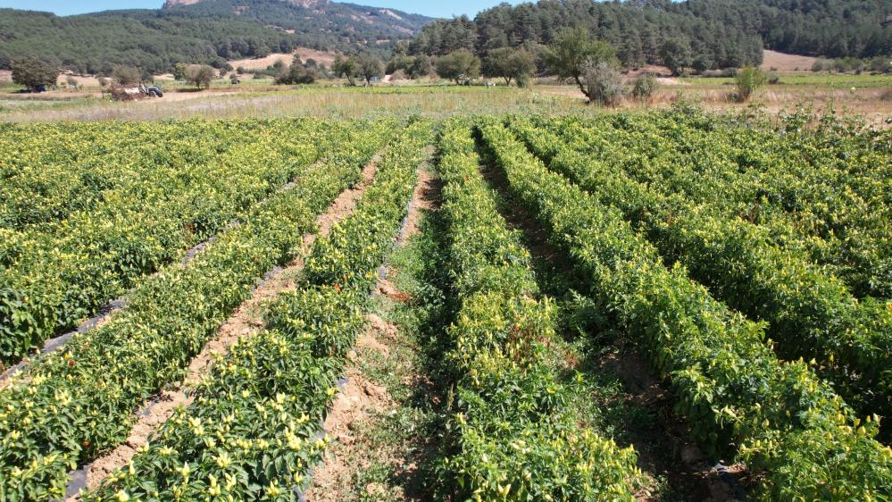 Sındırgı&#039;da biberiye hasadı başladı