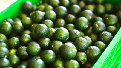 Bodrum mandalinasında bu yıl 40 bin ton rekolte hedefleniyor