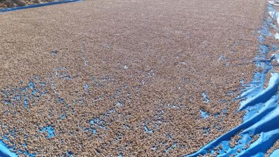 Siirt fıstığında işleme süreci hız kesmiyor