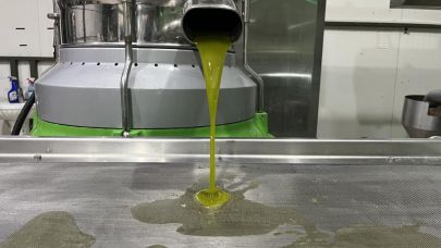 Marmara'da ilk hasat zeytinyağı sıkımı yapıldı