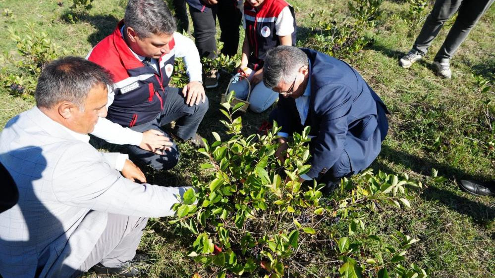 Sinop'ta aronya meyvesi hasadı