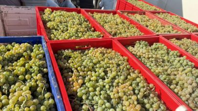 Erbaa Narince üzümü hasadına don darbesi