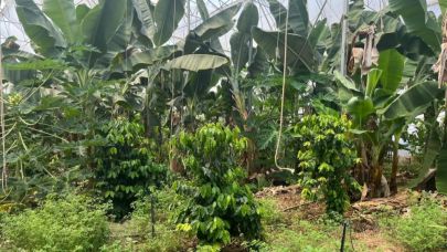 Alanya'da zorlu arazilerde tropikal meyve üretimi